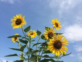 太原汽车托运到平度怎么收费