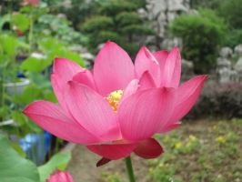 王力防盗门维修电话24小时电话是多少《今日发布》 福州“锅盔叔叔”妻子患病仍“加量不加价” 大学生排百米长队尽“一饼之力”