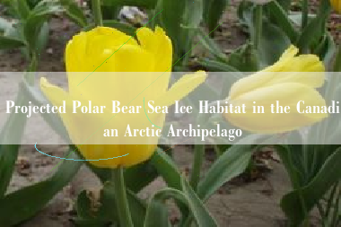 Projected Polar Bear Sea Ice Habitat in the Canadian Arctic Archipelago
