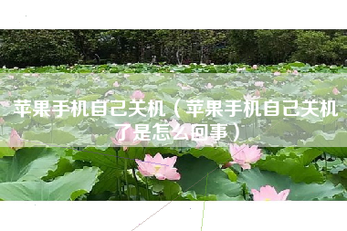 苹果手机自己关机（苹果手机自己关机了是怎么回事）